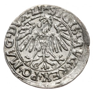 Sigismund II Augustus, halber Pfennig 1547, Vilnius, LI/LITVA, Pogo von 1546 Jahrgang