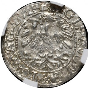 Sigismund II Augustus, half-penny 1559, Vilnius, L/LITV