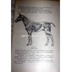 GRABOWSKI- POKRÓJ KONIA [hodowla koni] wyd. 1929r.
