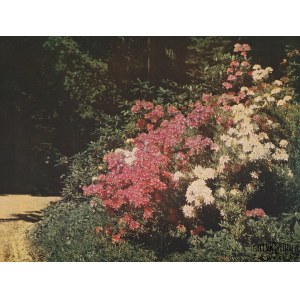 SZCZAWNO-ZDRÓJ. Różanecznik w parku zdrojowym; Wg fot. Juliusa Hollosa, na ozdobnym kartonie, k …
