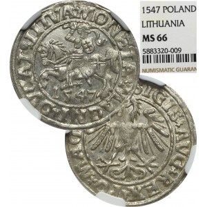 Zygmunt II August, Półgrosz 1547, Wilno - LI/LITVA - NGC MS66