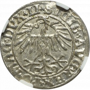 Zygmunt II August, Półgrosz 1550, Wilno - LI/LITVA NGC MS64