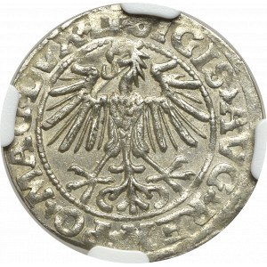 Zygmunt II August, Półgrosz 1549, Wilno - LI/LITVA NGC MS64