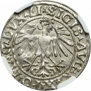Zygmunt II August, Półgrosz 1548 Wilno - LI/LITVA - NGC MS65