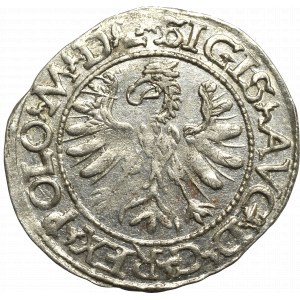 Sigismund II Augustus, Halfgroat 1566, Tiktin - L/LIT