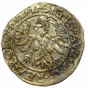 Zygmunt II August, Półgrosz 1566, Tykocin - duży Jastrzębiec / RZADKOŚĆ
