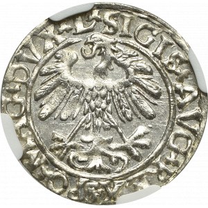 Zygmunt II August, Półgrosz 1559, Wilno - L/LITVA - NGC MS65