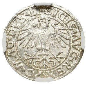 Zygmunt II August, Półgrosz 1550, Wilno - LI/LITVA NGC MS64