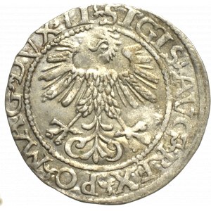 Zygmunt II August, Półgrosz 1561, Wilno - LI/LITVA