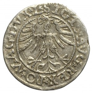 Zygmunt II August, Półgrosz 1563, Wilno - nieopisany pisana 3