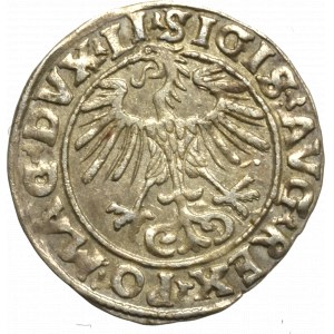 Zygmunt II August, Półgrosz 1555, Wilno - LI/LITVA