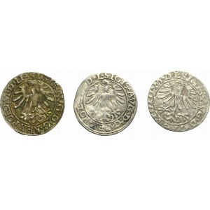 Sigismund II Augustus, Lot of halfgroats