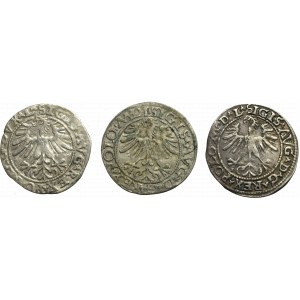 Sigismund II Augustus, Lot of halfgroats