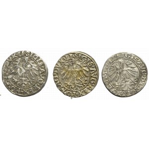 Sigismund II Augustus, Lot of halfgroats