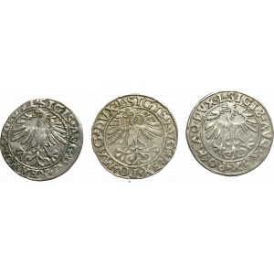 Sigismund II Augustus, Lot of halfgroats