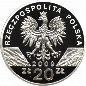 III RP, 20 złotych 2008 - Jaszczurka Zielona