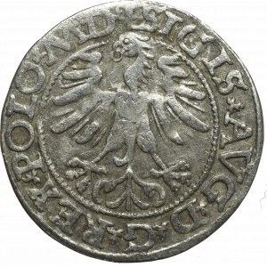 Sigismund II Augustus, Halfgroat 1565, Vilnius - L/LITV