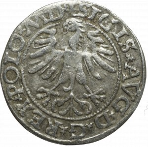 Zygmunt II August, Półgrosz 1565, Wilno - rzadkość bez Topora L/LITV