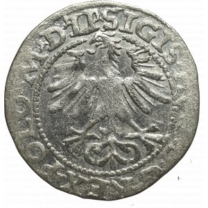 Zygmunt II August, Półgrosz 1564, Wilno - LI/LITVA