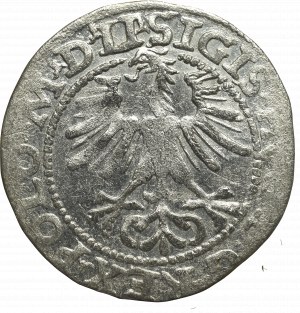 Sigismund II Augustus, Halfgroat 1564, Vilnius - LI/LITVA