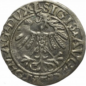 Sigismund II Augustus, Halfgroat 1558, Vilnius