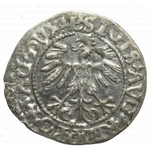 Sigismund II Augustus, Halfgroat 1560, Vilnius - LI/LITVA