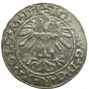 Sigismund II Augustus, Halfgroat 1563, Vilnius - L/LITV