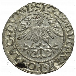 Sigismund II Augustus, Halfgroat 1565, Vilnius