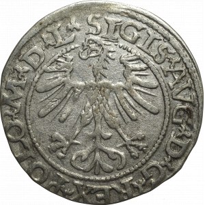 Sigismund II Augustus, Halfgroat 1564, Vilnius - L/LITV