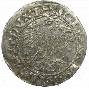 Sigismund II Augustus, Halfgroat 1560, Vilnius - L/LITV