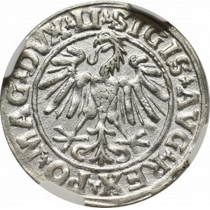 Zygmunt II August, Półgrosz 1547, Wilno - LI/LITVA - NGC MS62