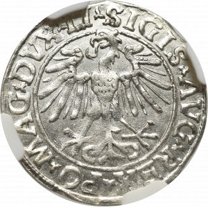 Sigismund II Augustus, Halfgroat 1548, Vilnius - LI/LITVA NGC MS63