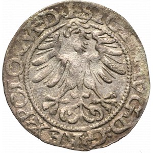 Sigismund II Augustus, Halfgroat 1565, Vilnius - L/LIT