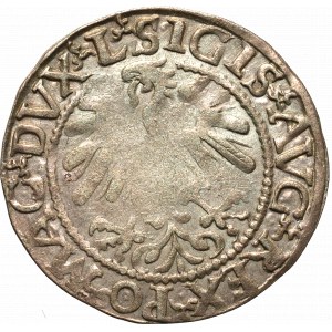 Sigismund II Augustus, Halfgroat 1559, Vilnius