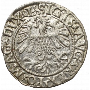 Sigismund II Augustus, Halfgroat 1559, Vilnius