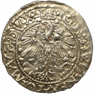 Sigismund II Augustus, Halfgroat 1560, Vilnius - L/LITVA