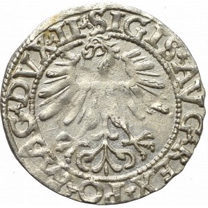 Sigismund II Augustus, Halfgroat 1562, Vilnius