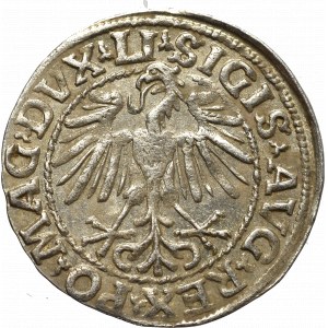 Sigismund II Augustus, Halfgroat 1548, Vilnius