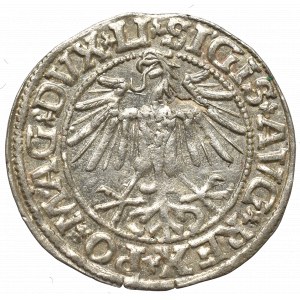 Sigismund II Augustus, Halfgroat 1549, Vilnius