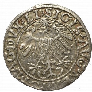 Sigismund II Augustus, Half-groat 1557, Vilnius - LI/LITVA