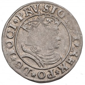 Zygmunt I Stary, Grosz dla ziem pruskich 1531, Toruń - PRV/PRVSS