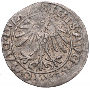 Zygmunt II August, Półgrosz 1557, Wilno - nieopisany