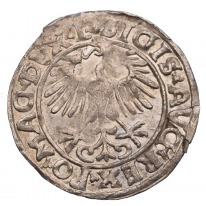 Zygmunt II August, Półgrosz 1557, Wilno - L/LITVA