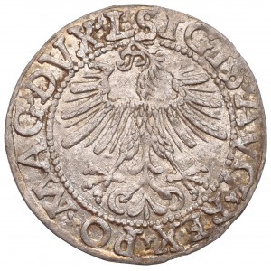 Sigismund II Augustus, Halfgroat 1562, Vilnius