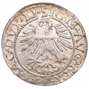 Sigismund II Augustus, Halfgroat 1562, Vilnius