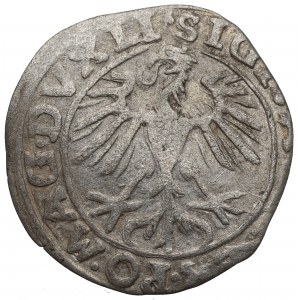 Zygmunt II August, Półgrosz 1557, Wilno - rzadkość odwrócone N