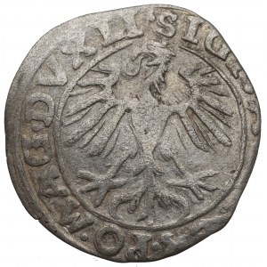 Sigismund II Augustus, Half-groat 1557, Vilnius