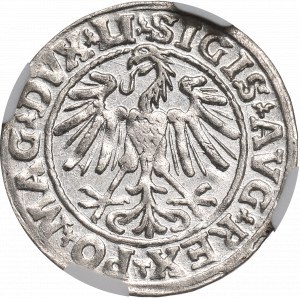 Zygmunt II August, Półgrosz 1547, Wilno - LI/LITVA - NGC MS62