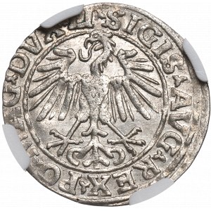 Zygmunt II August, Półgrosz 1548 Wilno - LI/LITVA - NGC MS64
