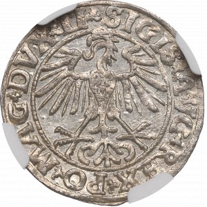 Sigismund II Augustus, Halfgroat 1550, Vilnius - LI/LITVA NGC MS64